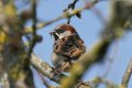 L'oiseau fait son nid